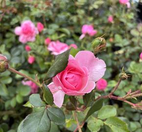 Růže mnohokvětá 'Melrose' - Rosa MK 'Melrose'