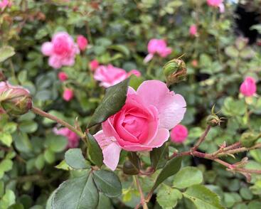 Růže mnohokvětá 'Melrose'