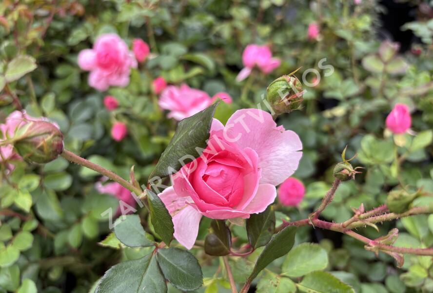 Růže mnohokvětá 'Melrose' - Rosa MK 'Melrose'