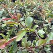 Kdoulovec lahvicovitý 'Simonii' - Chaenomeles speciosa 'Simonii'