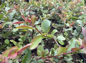 Kdoulovec lahvicovitý 'Simonii' - Chaenomeles speciosa 'Simonii'