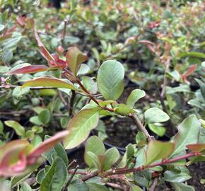 Kdoulovec lahvicovitý 'Simonii' - Chaenomeles speciosa 'Simonii'