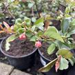 Kdoulovec lahvicovitý 'Simonii' - Chaenomeles speciosa 'Simonii'