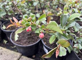 Kdoulovec lahvicovitý 'Simonii' - Chaenomeles speciosa 'Simonii'
