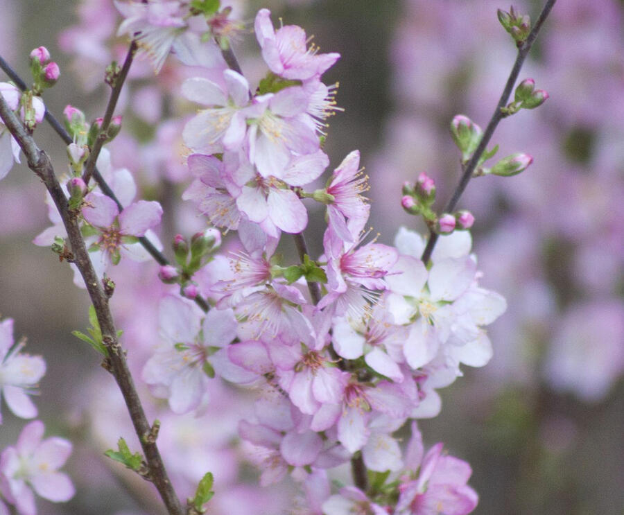 Višeň žláznatá - Prunus glandulosa