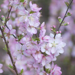 Višeň žláznatá - Prunus glandulosa