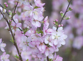 Višeň žláznatá - Prunus glandulosa