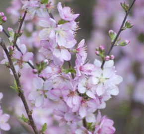 Višeň žláznatá - Prunus glandulosa