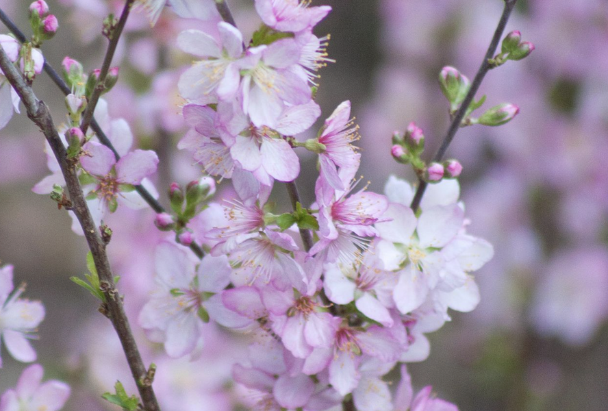 Višeň žláznatá - Prunus glandulosa