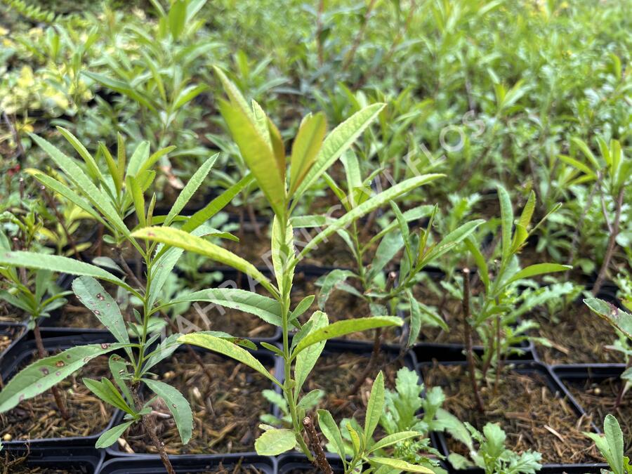 Višeň žláznatá - Prunus glandulosa