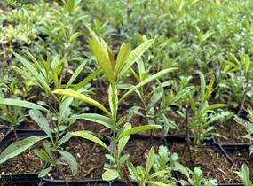 Višeň žláznatá - Prunus glandulosa