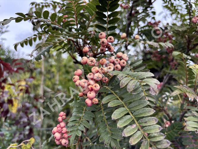 Jeřáb 'Red Robin' - Sorbus 'Red Robin'