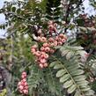 Jeřáb 'Red Robin' - Sorbus 'Red Robin'