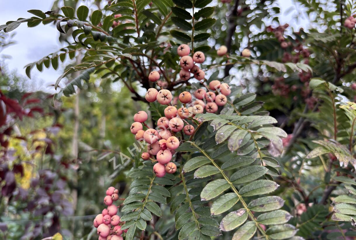 Jeřáb 'Red Robin' - Sorbus 'Red Robin'