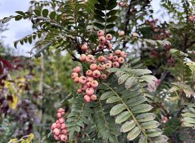 Jeřáb 'Red Robin' - Sorbus 'Red Robin'