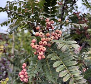 Jeřáb 'Red Robin' - Sorbus 'Red Robin'