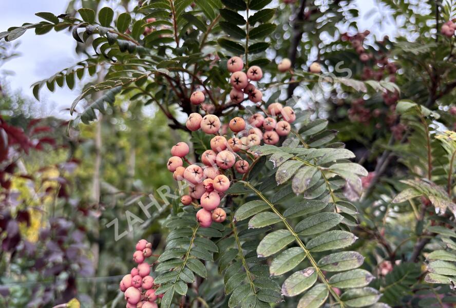 Jeřáb 'Red Robin' - Sorbus 'Red Robin'