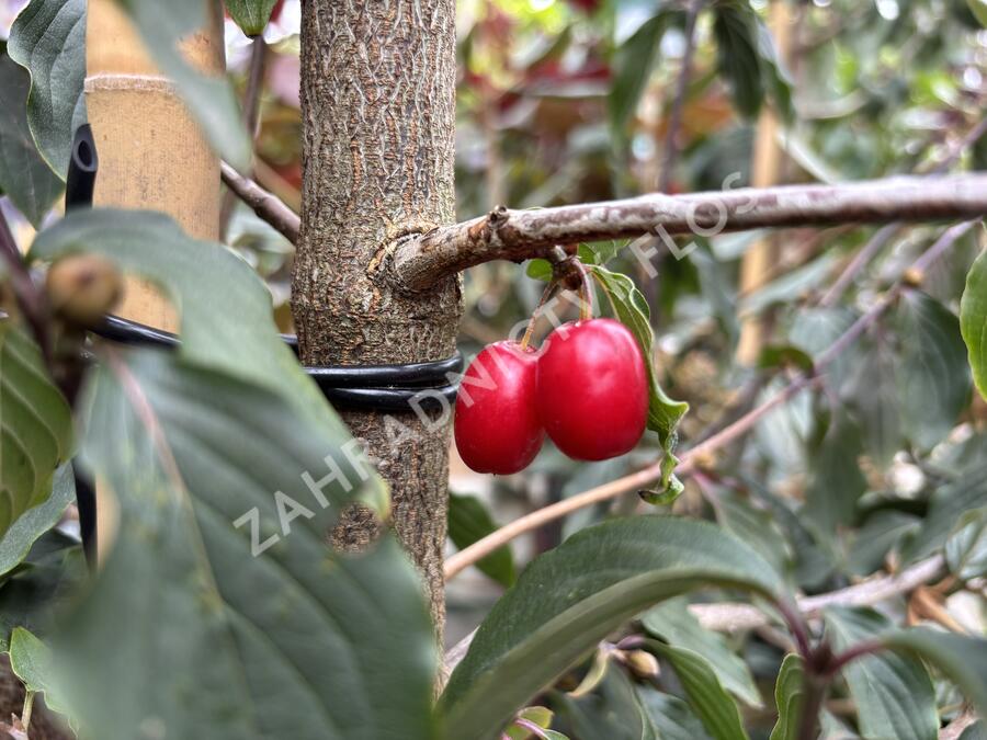 Dřín lékařský 'Robins Pride' - Cornus officinalis 'Robins Pride'