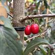 Dřín lékařský 'Robins Pride' - Cornus officinalis 'Robins Pride'