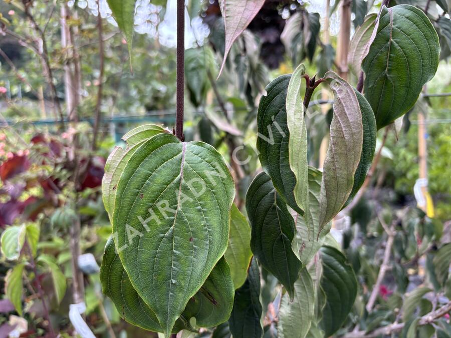 Dřín lékařský 'Robins Pride' - Cornus officinalis 'Robins Pride'