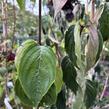 Dřín lékařský 'Robins Pride' - Cornus officinalis 'Robins Pride'