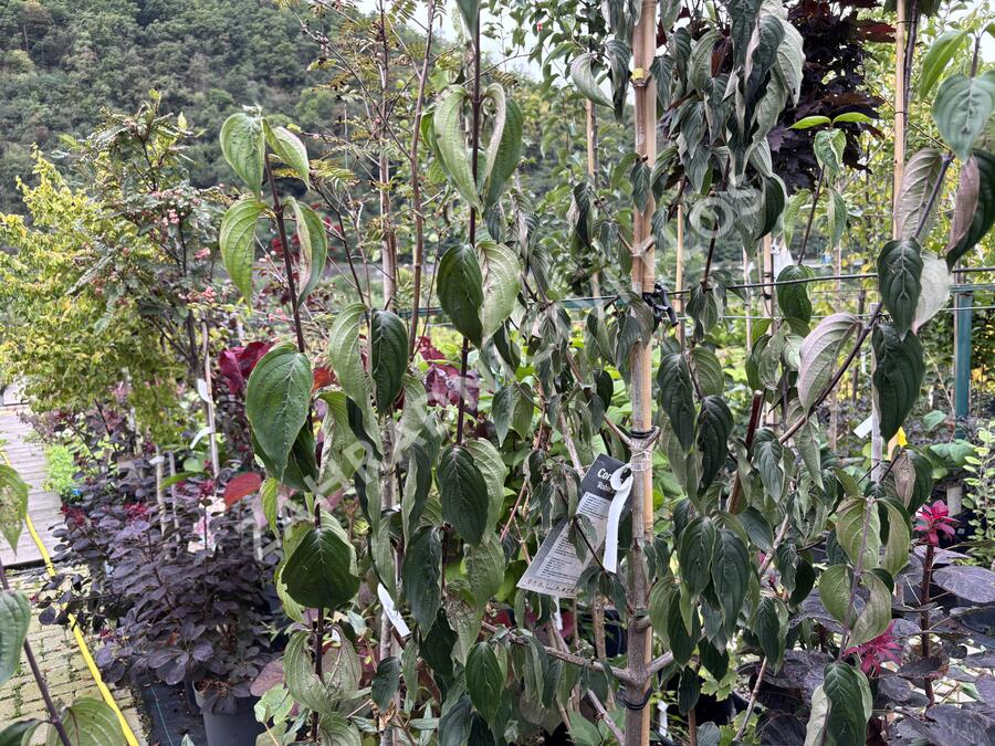 Dřín lékařský 'Robins Pride' - Cornus officinalis 'Robins Pride'