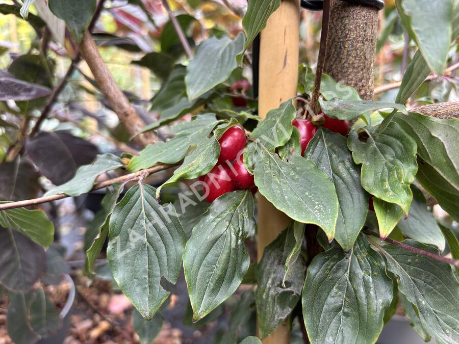 Dřín lékařský 'Robins Pride' - Cornus officinalis 'Robins Pride'