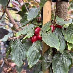 Dřín lékařský 'Robins Pride' - Cornus officinalis 'Robins Pride'