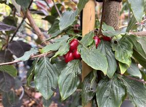 Dřín lékařský 'Robins Pride' - Cornus officinalis 'Robins Pride'