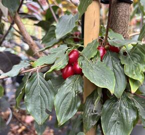 Dřín lékařský 'Robins Pride' - Cornus officinalis 'Robins Pride'