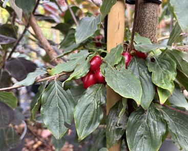 Dřín lékařský 'Robins Pride'