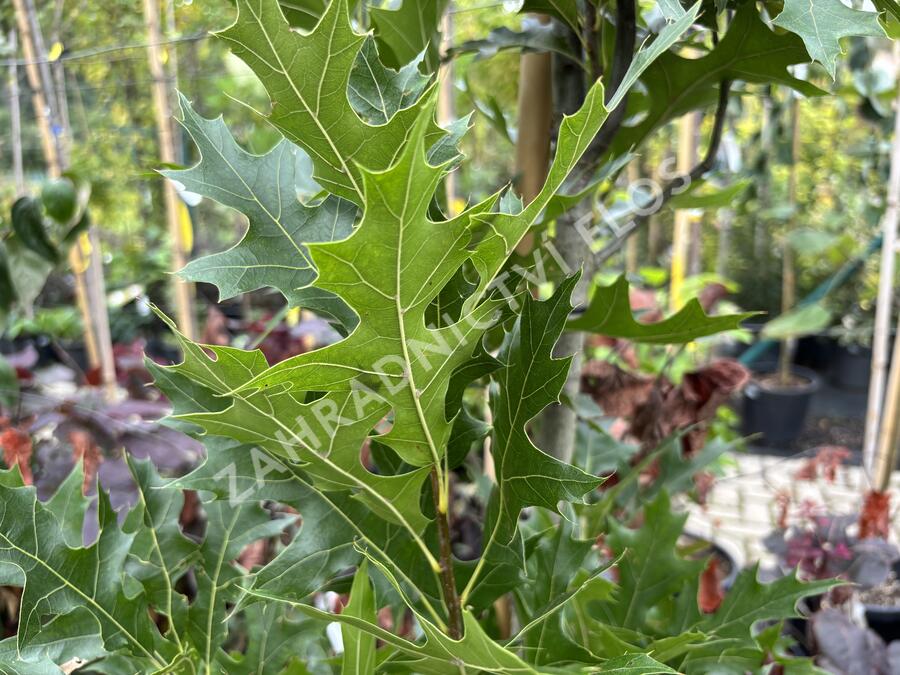 Dub bahenní 'Green Pillar' - Quercus palustris 'Green Pillar'