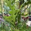 Dub bahenní 'Green Pillar' - Quercus palustris 'Green Pillar'