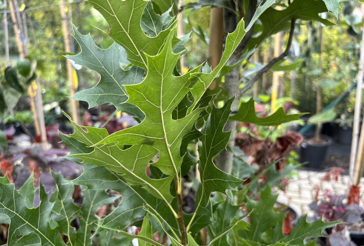 Dub bahenní 'Green Pillar' - Quercus palustris 'Green Pillar'