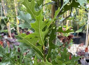 Dub bahenní 'Green Pillar' - Quercus palustris 'Green Pillar'