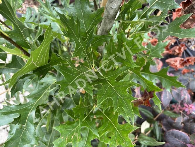Dub bahenní 'Green Pillar' - Quercus palustris 'Green Pillar'
