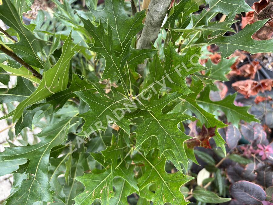Dub bahenní 'Green Pillar' - Quercus palustris 'Green Pillar'