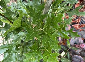 Dub bahenní 'Green Pillar' - Quercus palustris 'Green Pillar'