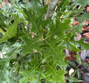 Dub bahenní 'Green Pillar' - Quercus palustris 'Green Pillar'