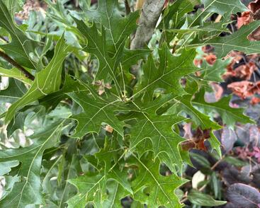 Dub bahenní 'Green Pillar'