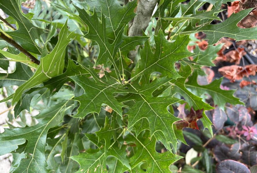 Dub bahenní 'Green Pillar' - Quercus palustris 'Green Pillar'