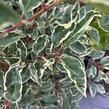Bobkovišeň portugalská 'Variegata' - Prunus lusitanica 'Variegata'