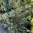 Bobkovišeň portugalská 'Variegata' - Prunus lusitanica 'Variegata'