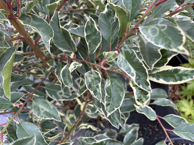 Bobkovišeň portugalská 'Variegata' - Prunus lusitanica 'Variegata'
