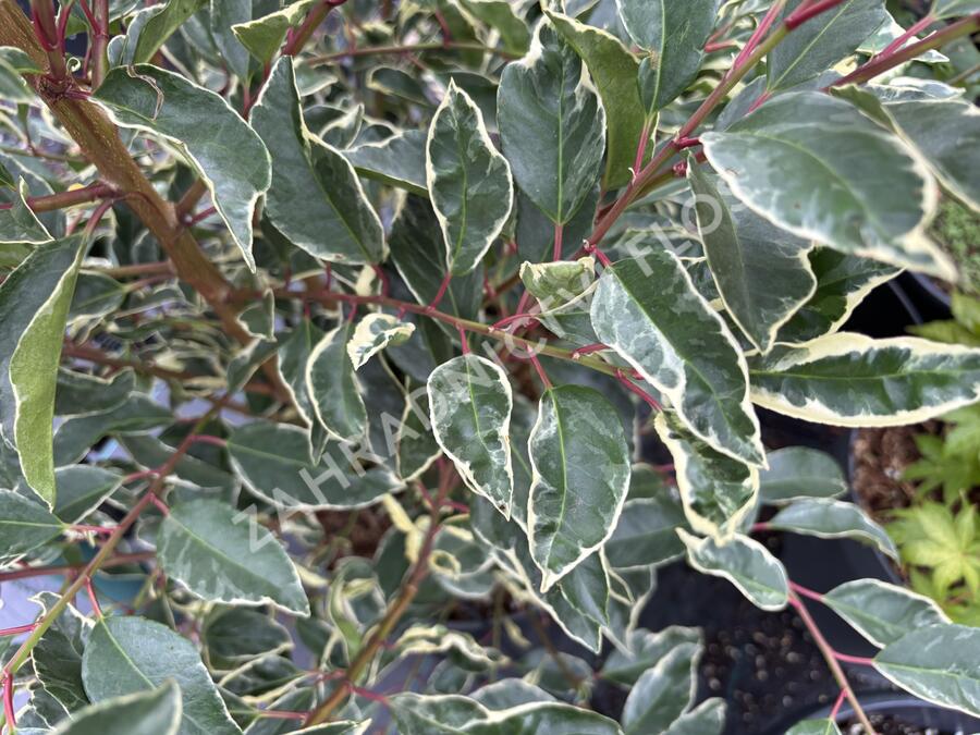 Bobkovišeň portugalská 'Variegata' - Prunus lusitanica 'Variegata'