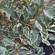 Bobkovišeň portugalská 'Variegata' - Prunus lusitanica 'Variegata'