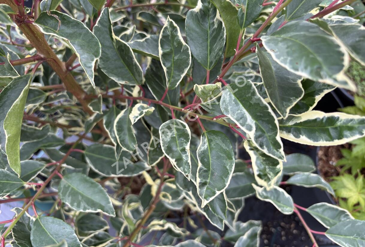 Bobkovišeň portugalská 'Variegata' - Prunus lusitanica 'Variegata'