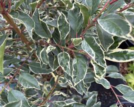 Bobkovišeň portugalská 'Variegata'