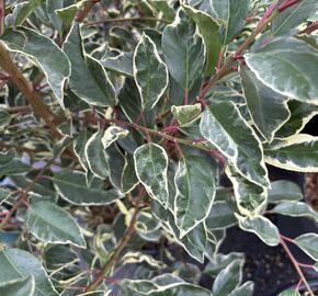 Bobkovišeň portugalská 'Variegata' - Prunus lusitanica 'Variegata'