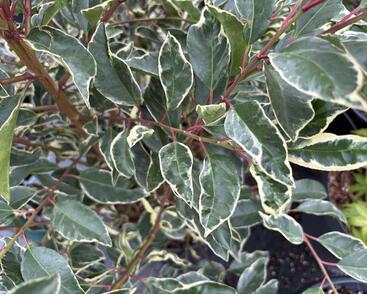 Bobkovišeň portugalská 'Variegata'